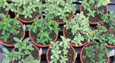 Young Helianthemum Sales Plants